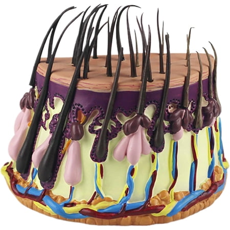 qczoyp Human Hair Skin Anatomical Model: Hair Growth Cycle Model Hair Follicle Anatomy Model, Hair Skin Magnification Model for Science Classroom Study Display Teaching Medical Model