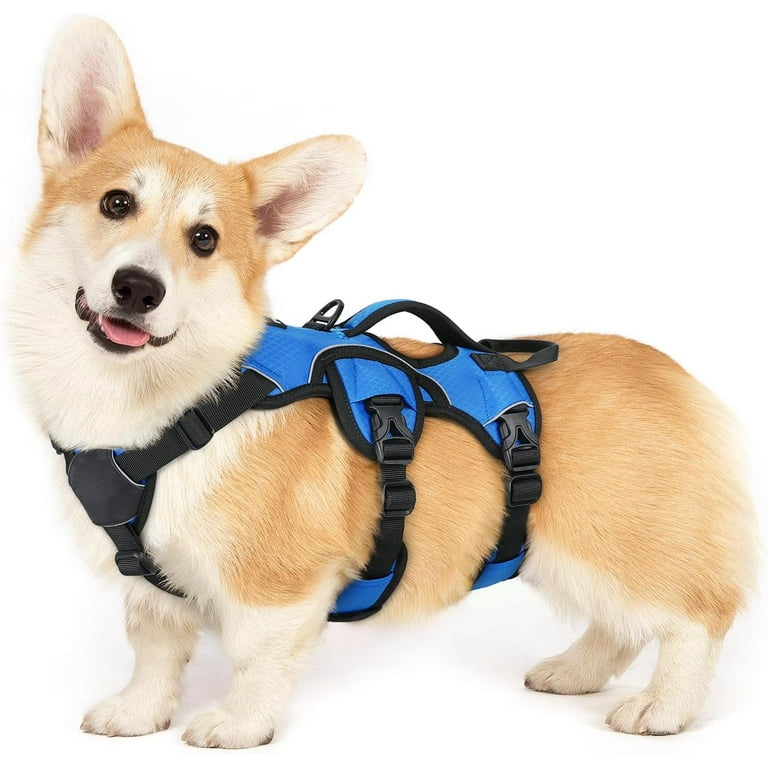 Corgi puppy harness size hot sale