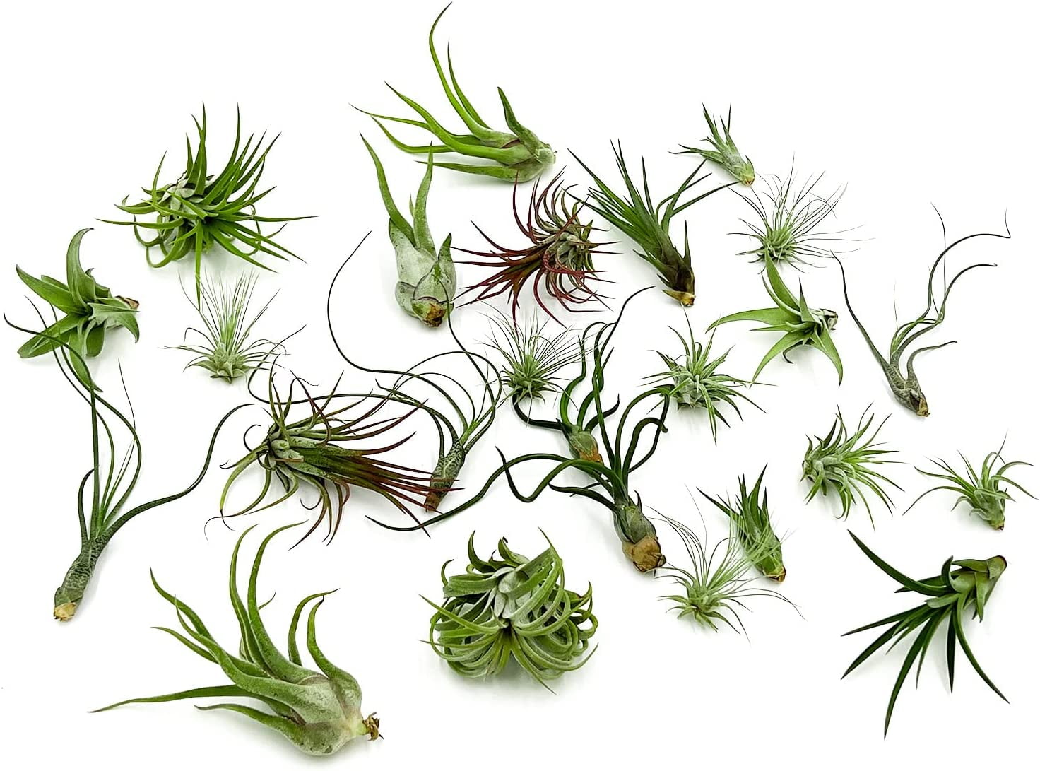 ragnaroc 1-4" Assorted Tillandsia Live Plants in 100% Recyclable Packaging (25 Count)