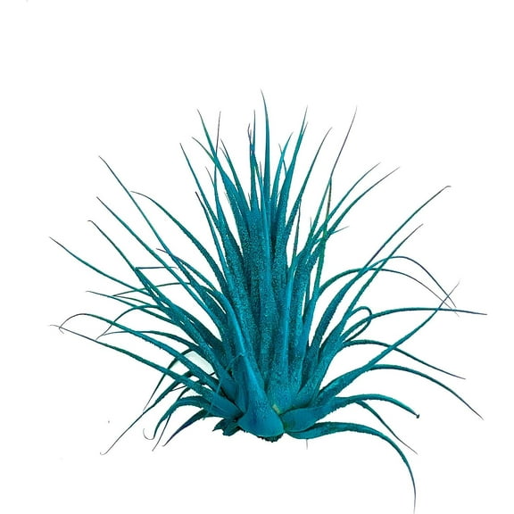 ragnaroc 2-3" Dyed Tillandsia Ionantha Live Plant