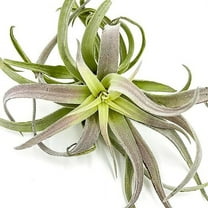 ragnaroc 6-9" Tillandsia Cacticola Air Plants, House Plants for Home Decor & Gift