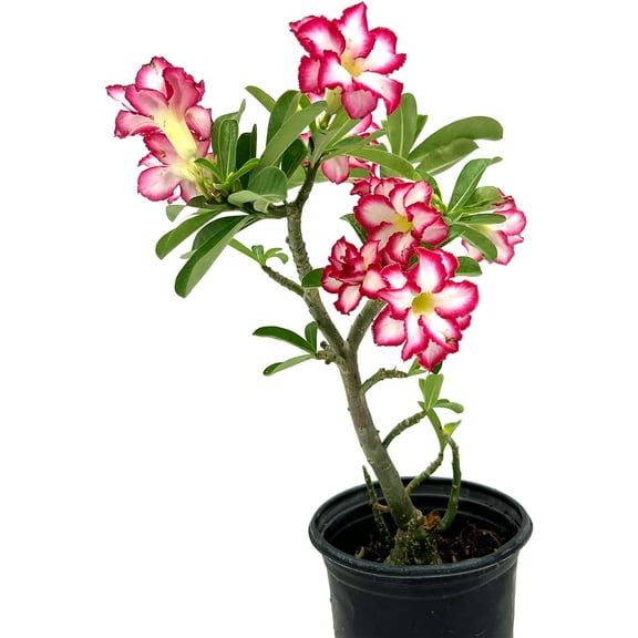ragnaroc 6" Adenium Obesum Desert Rose Succulent Live Plant (2 Count), Bonsai Caudex