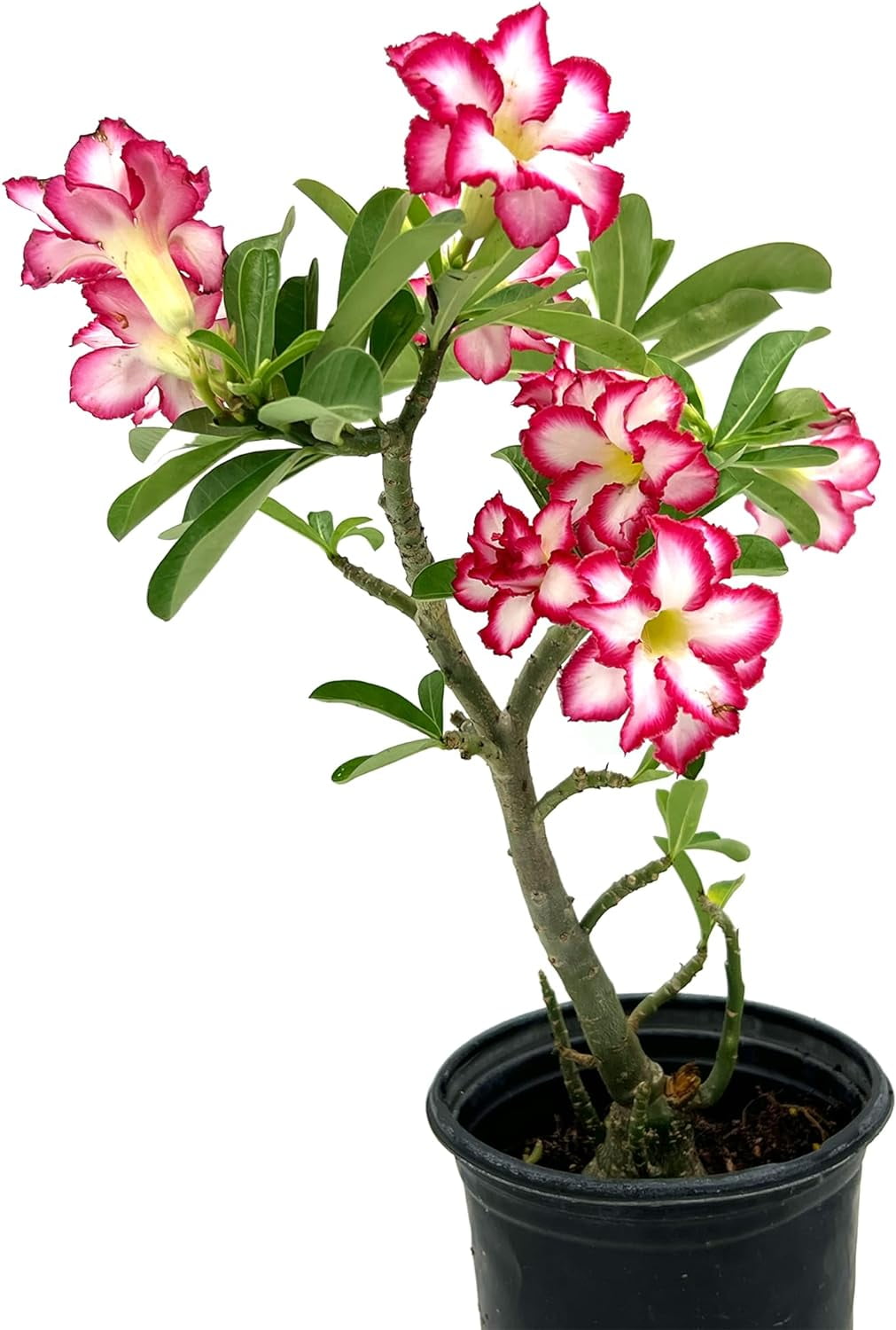 Ragnaroc Live Succulents - Adenium Obesum Desert Rose, 6 Tall, 2"" Plug,  Pink/Red Flowering, Bonsai Caudex" - Walmart.com