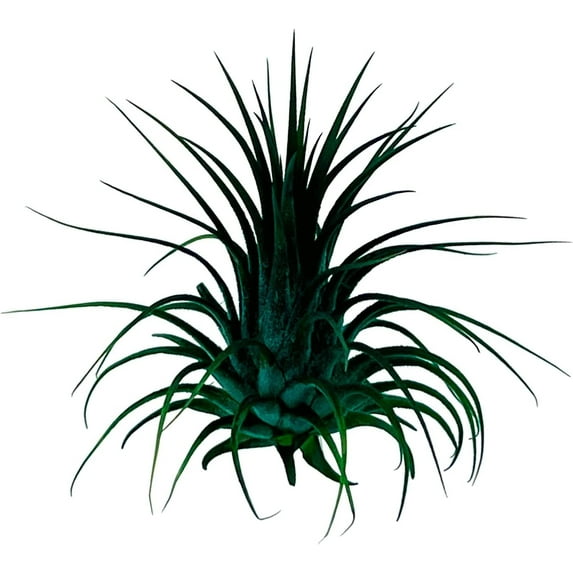 ragnaroc Air Plants 2-3" Peacock Tillandsia Ionantha Live Plants, Arrival Guaranteed