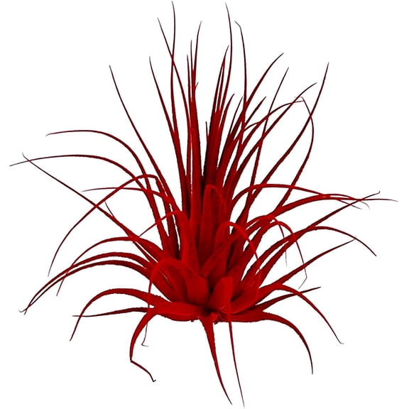 ragnaroc Air Plants - Dyed Tillandsia Ionantha, Regular 2-3" - 1ct - Live Arrival Guaranteed - House Plants for Home Decor & Gift, Jule Red