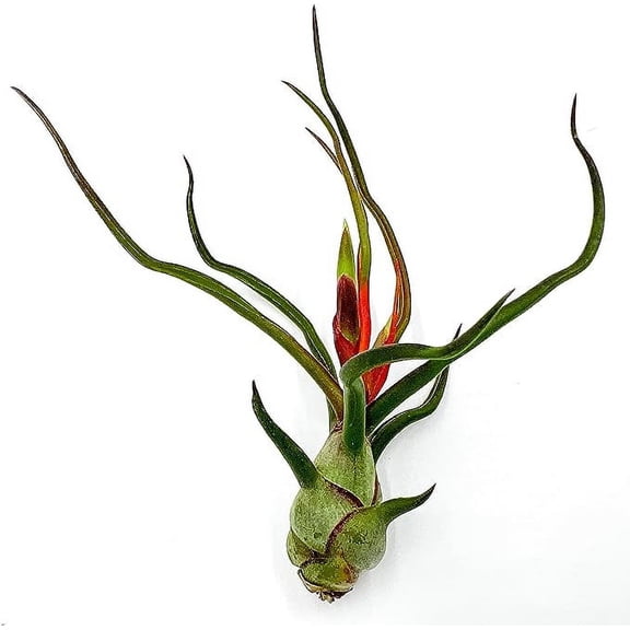 ragnaroc Air Plants - Flowering Tillandsia Bulbosa, Large 3-5" - 1ct - Live Arrival Guaranteed - House Plants for Home Decor & Gift