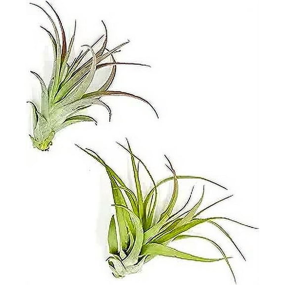 ragnaroc Air Plants - Tillandsia Brachycaulos Multiflora, Jumbo 5-7" - 2ct - Live Arrival Guaranteed - House Plants for Home Decor & Gift