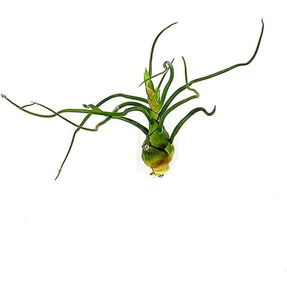 ragnaroc Air Plants - Tillandsia Bulbosa, Large 3-5" - 1ct - Live Arrival Guaranteed - House Plants for Home Decor & Gift