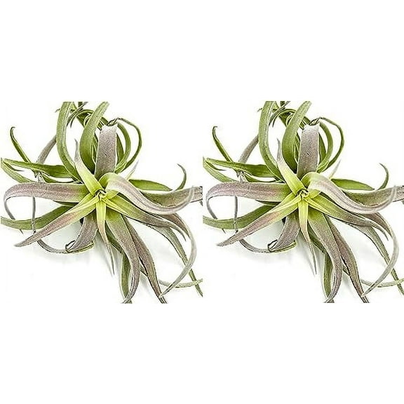 ragnaroc Air Plants - Tillandsia Cacticola, Jumbo 6-9" - 2ct - Live Arrival Guaranteed - House Plants for Home Decor & Gift