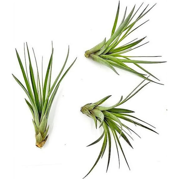 ragnaroc Air Plants - Tillandsia Fasciculata Tricolor, Large 4-6" - 3ct - Live Arrival Guaranteed - House Plants for Home Decor & Gift
