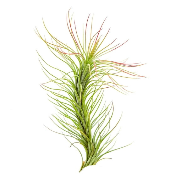 ragnaroc Air Plants - Tillandsia Funckiana, Large 5" - 1ct - Live Arrival Guaranteed - House Plants for Home Decor & Gift