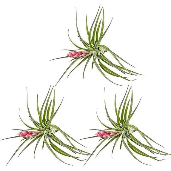 ragnaroc Air Plants - Tillandsia Hybrid No. 1, Large 5-7" - 3ct - Live Arrival Guaranteed - House Plants for Home Decor & Gift