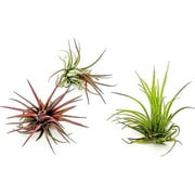 ragnaroc Air Plants - Tillandsia Ionantha Fuego, Large 2-3" - 3ct - Live Arrival Guaranteed - House Plants for Home Decor & Gift