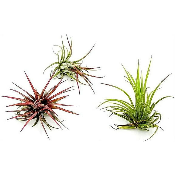 ragnaroc Air Plants - Tillandsia Ionantha Fuego, Large 2-3" - 3ct - Live Arrival Guaranteed - House Plants for Home Decor & Gift