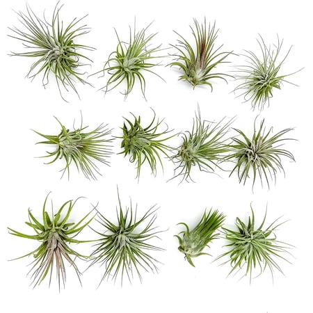 ragnaroc Air Plants - Tillandsia Ionantha Ionantha, Regular 2-3" - 12ct - Live Arrival Gauranteed - House Plants for Home Decor & Gift