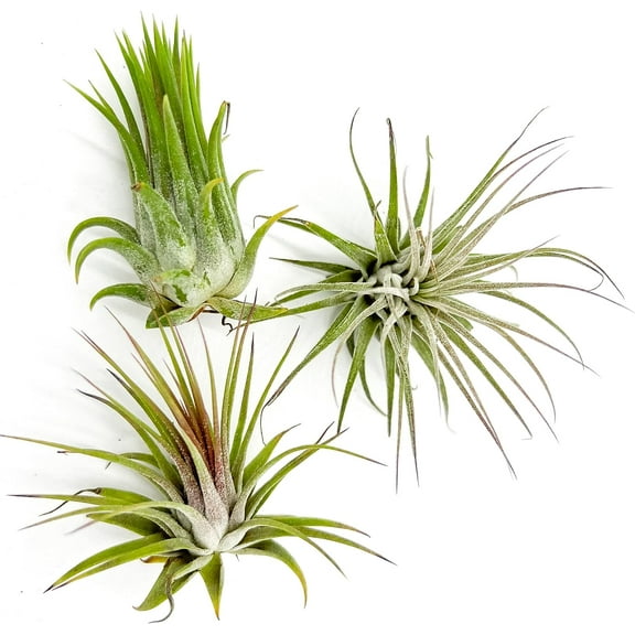 ragnaroc Air Plants - Tillandsia Ionantha Ionantha, Regular 2-3" - 3ct - Live Arrival Gauranteed - House Plants for Home Decor & Gift