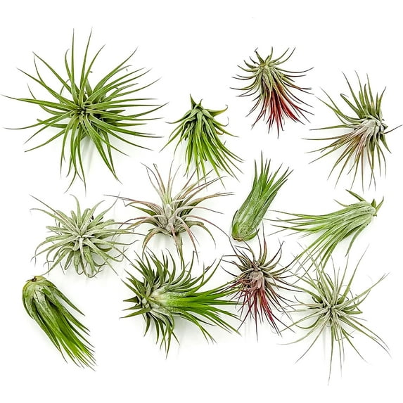 ragnaroc Air Plants - Tillandsia Ionantha Pack, Regular 1-3" - 12ct - Live Arrival Guaranteed - House Plants for Home Decor & Gift