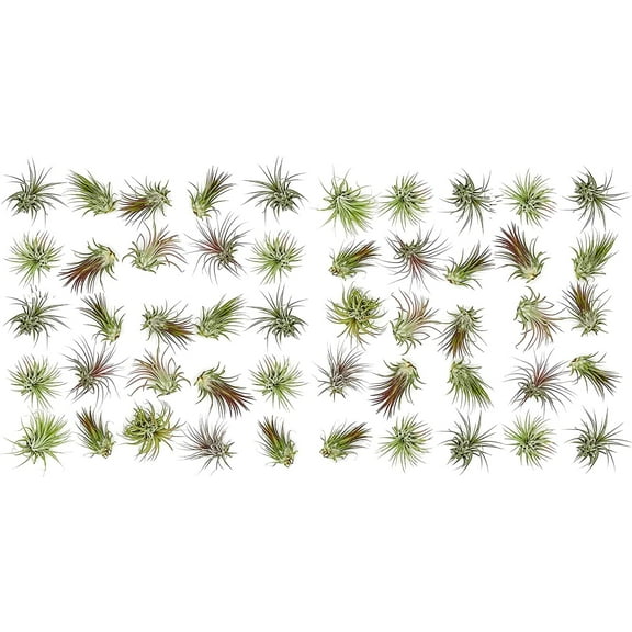 ragnaroc Air Plants - Tillandsia Ionantha Pack, Regular 1-3" - 50ct - Live Arrival Guaranteed - House Plants for Home Decor & Gift