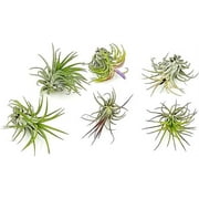 ragnaroc Air Plants - Tillandsia Ionantha Pack, Regular 1-3" - 6ct - Live Arrival Guaranteed - House Plants for Home Decor & Gift