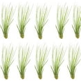 thumbnail image 1 of ragnaroc Air Plants - Tillandsia Juncea, Jumbo 8-12" - 10ct - Live Arrival Gauranteed - House Plants for Home Decor & Gift, 1 of 6