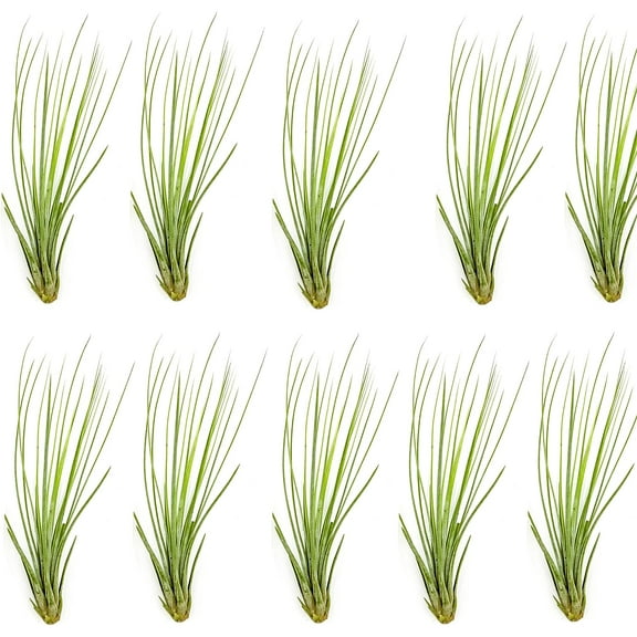 ragnaroc Air Plants - Tillandsia Juncea, Jumbo 8-12" - 10ct - Live Arrival Gauranteed - House Plants for Home Decor & Gift