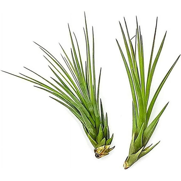 ragnaroc Air Plants - Tillandsia Melanocrater Tricolor, Large 4-6" - 2ct - Live Arrival Guaranteed - House Plants for Home Decor & Gift