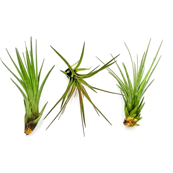 ragnaroc Air Plants - Tillandsia Melanocrater Tricolor, Large 4-6" - 3ct - Live Arrival Guaranteed - House Plants for Home Decor & Gift