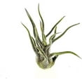 thumbnail image 1 of ragnaroc Air Plants - Tillandsia Pruinosa, Large 3-5" - 1ct - Live Arrival Guaranteed - House Plants for Home Decor & Gift, 1 of 6