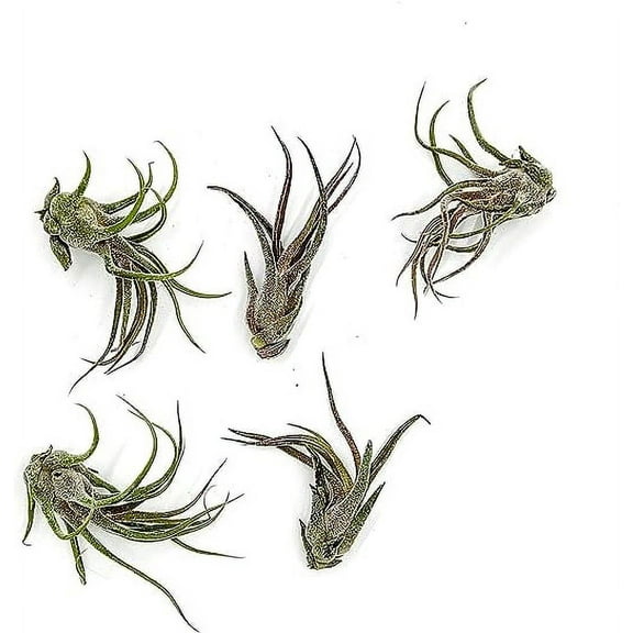 ragnaroc Air Plants - Tillandsia Pruinosa, Large 3-5" - 5ct - Live Arrival Guaranteed - House Plants for Home Decor & Gift