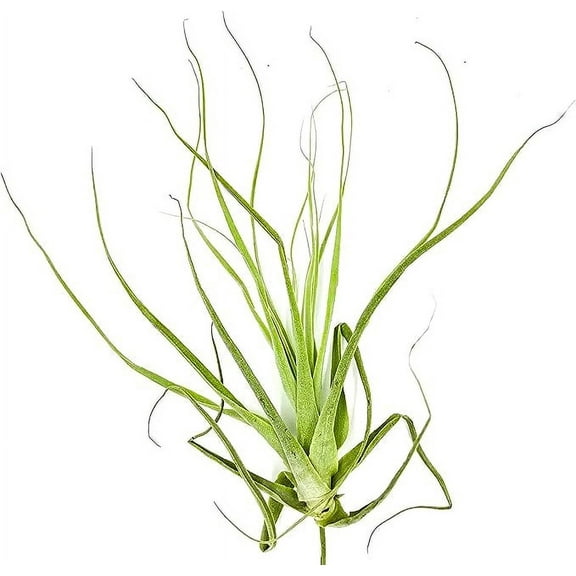 ragnaroc Air Plants - Tillandsia Straminea Jumbo 6-9" - 1ct - Live Arrival Guaranteed - House Plants for Home Decor & Gift