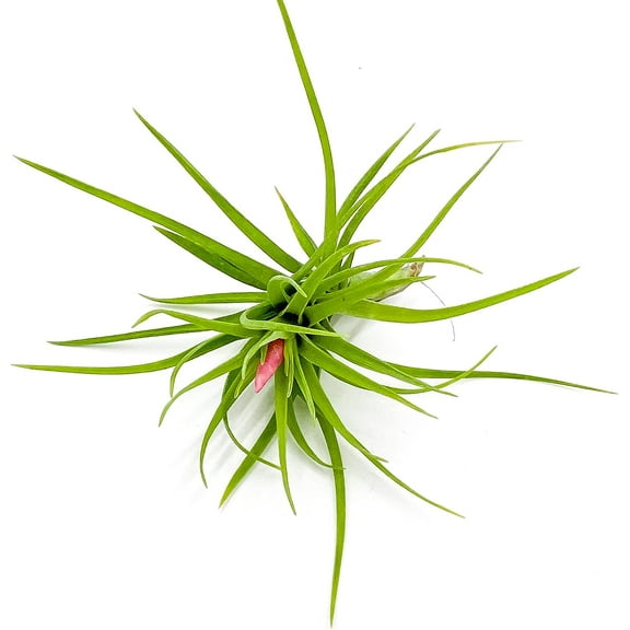 ragnaroc Air Plants - Tillandsia Tenuifolia Green, Large 3-5" - 1ct - Live Arrival Guaranteed - House Plants for Home Decor & Gift