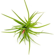 ragnaroc Air Plants - Tillandsia Tenuifolia Green, Large 3-5" - 1ct - Live Arrival Guaranteed - House Plants for Home Decor & Gift