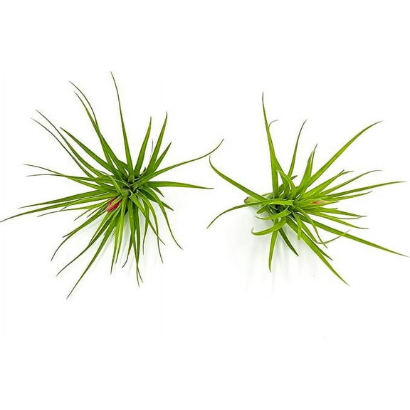 ragnaroc Air Plants - Tillandsia Tenuifolia Green, Large 3-5" - 2ct - Live Arrival Guaranteed - House Plants for Home Decor & Gift