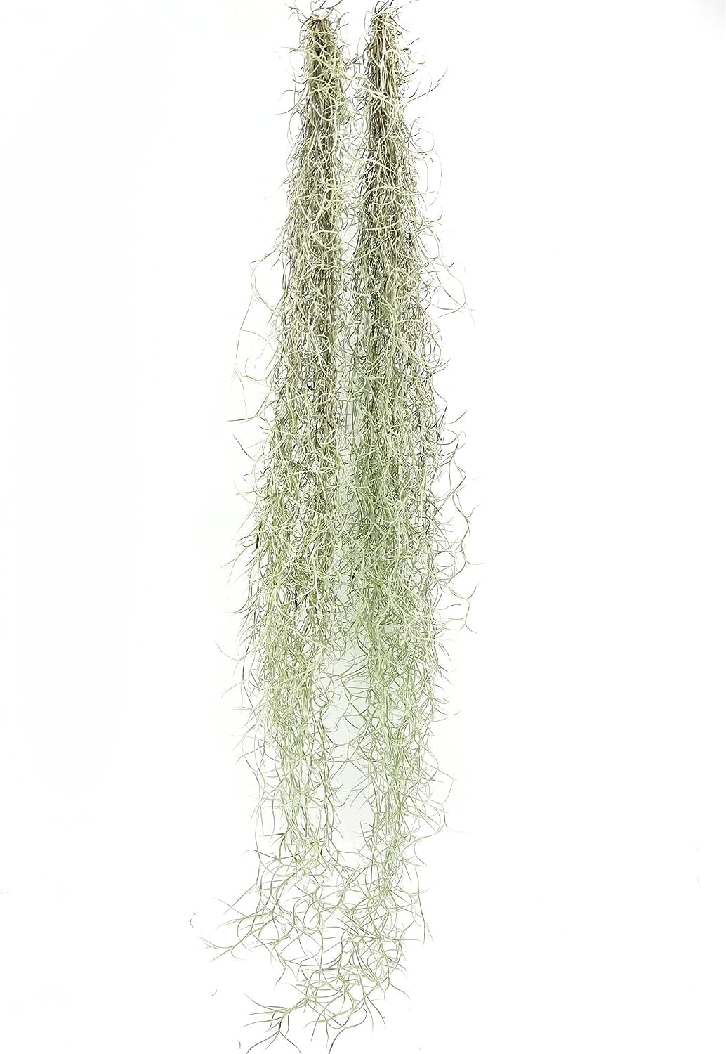 ragnaroc Air Plants - Tillandsia Usneoides "Spanish Moss", Jumbo 15" - 6 Oz - Live Arrival Guaranteed - House Plants for Home Decor & Gift