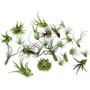 ragnaroc Air Plants - Tillandsia Variety Pack, Regular 1-3" - 25ct - Live Arrival Guaranteed - House Plants for Home Decor & Gift