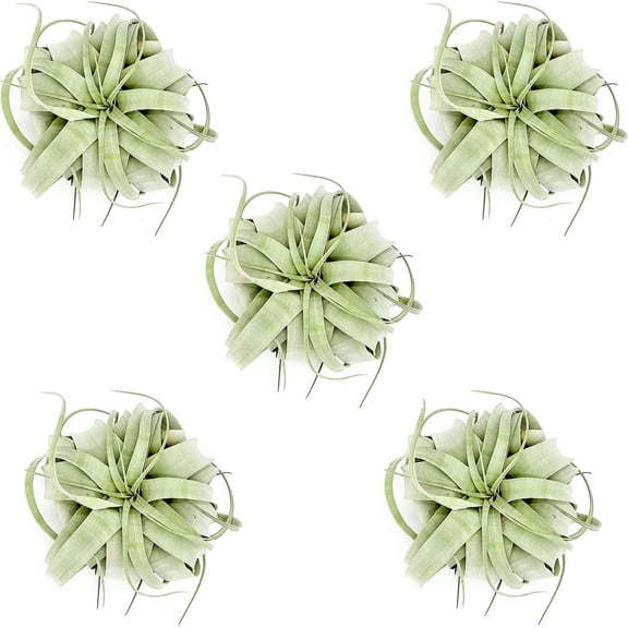 ragnaroc Air Plants - Tillandsia Xerographica, Large 5-7” - 5ct - Live Arrival Guaranteed- House Plants for Home Decor & Gift