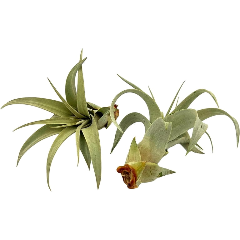 ragnaroc Air Plants - Tillandsia Xerographica Pups, Large 4-6 - 2ct - Live  Arrival Guaranteed - House Plants for Home Decor & Gift - Walmart.com