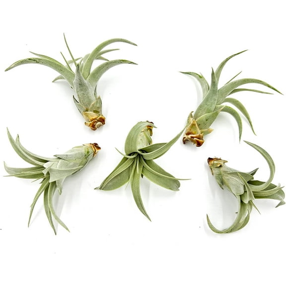 ragnaroc Air Plants - Tillandsia Xerographica Pups, Large 4-6” - 5ct - Live Arrival Guaranteed - House Plants for Home Decor & Gift