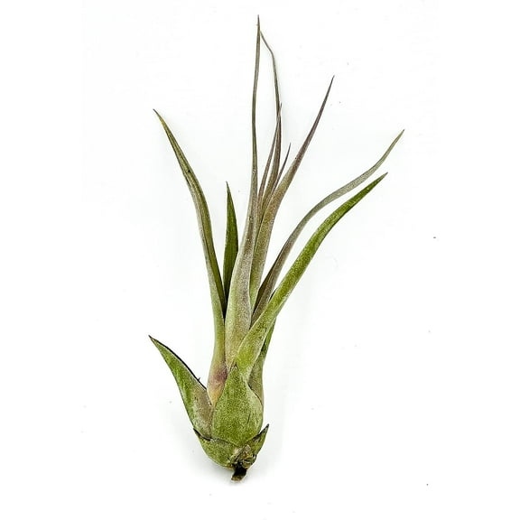 ragnaroc Live Air Plant – Tillandsia Capiput, Jumbo 6-9” - 1ct - Live Arrival Guaranteed - House Plants for Home Decor & Gift