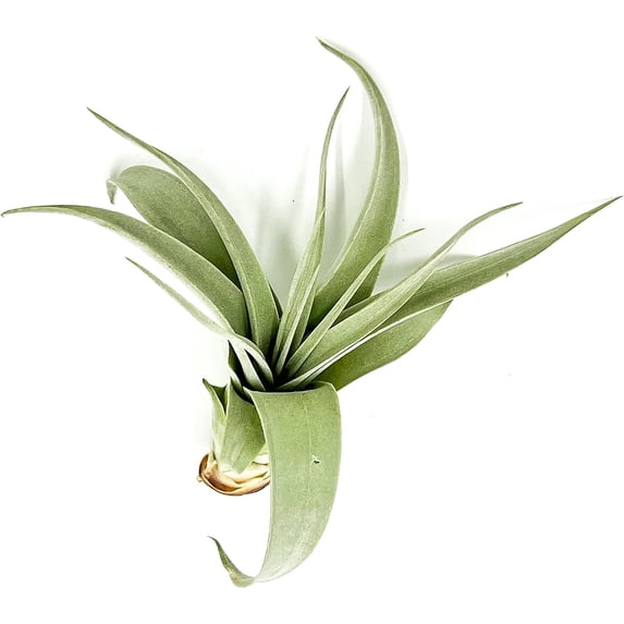 ragnaroc Live Air Plant - Tillandsia Xerographica Pups, Jumbo +6” - 1 ct - Ideal for Gifts & Presents, Live Indoor Plants & Live House-Plants – Live Plants for Home décor