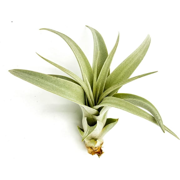 ragnaroc Live Air Plant - Tillandsia Xerographica Pups, Regular 2-4” - 1 ct - Ideal for Gifts & Presents, Live Indoor Plants & Live House-Plants – Live Plants for Home décor