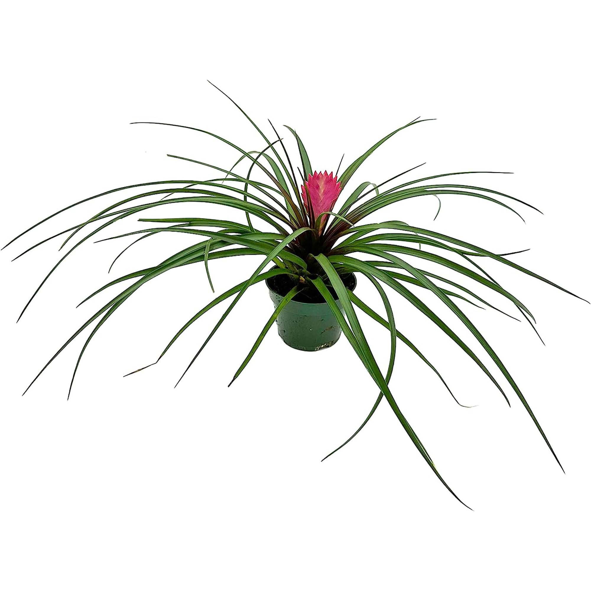 black macrame plant hanger Macrame Plant Hanger – Sorbus Home