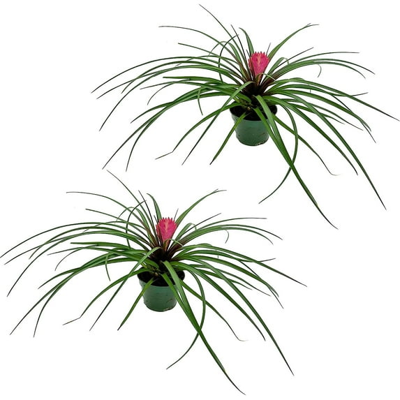 ragnaroc Live Air Plants – Flowering Tillandsia Cyanea, Giant 15-18" - 2ct - Live Arrival Guaranteed - House Plants for Home Decor & Gift