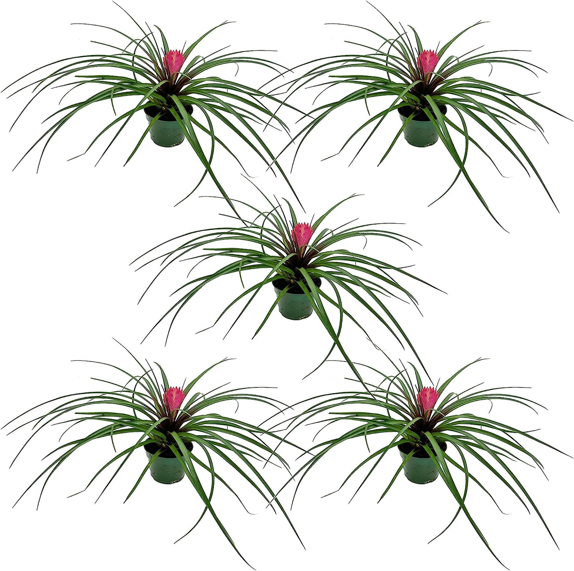 ragnaroc Live Air Plants  Flowering Tillandsia Cyanea, Giant 15-18" - 5ct  - Live Arrival Guaranteed - House Plants for Home Decor & Gift - Walmart.com