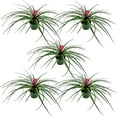 thumbnail image 1 of ragnaroc Live Air Plants – Flowering Tillandsia Cyanea, Giant 15-18" - 5ct - Live Arrival Guaranteed - House Plants for Home Decor & Gift, 1 of 5