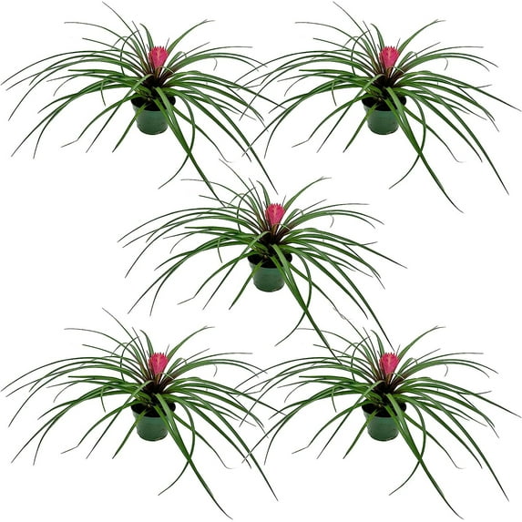 ragnaroc Live Air Plants – Flowering Tillandsia Cyanea, Giant 15-18" - 5ct - Live Arrival Guaranteed - House Plants for Home Decor & Gift