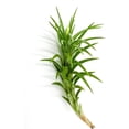 thumbnail image 1 of ragnaroc Live Air Plants – Tillandsia Araujei, Large 5” – 1ct – Live Arrival Guaranteed – House Plants for Home Décor & Gift, 1 of 3