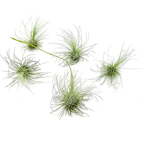 ragnaroc Live Air Plants - Tillandsia Argentea, Regular 2-3" - 5ct - Live Arrival Guaranteed - House Plants for Home Decor & Gift
