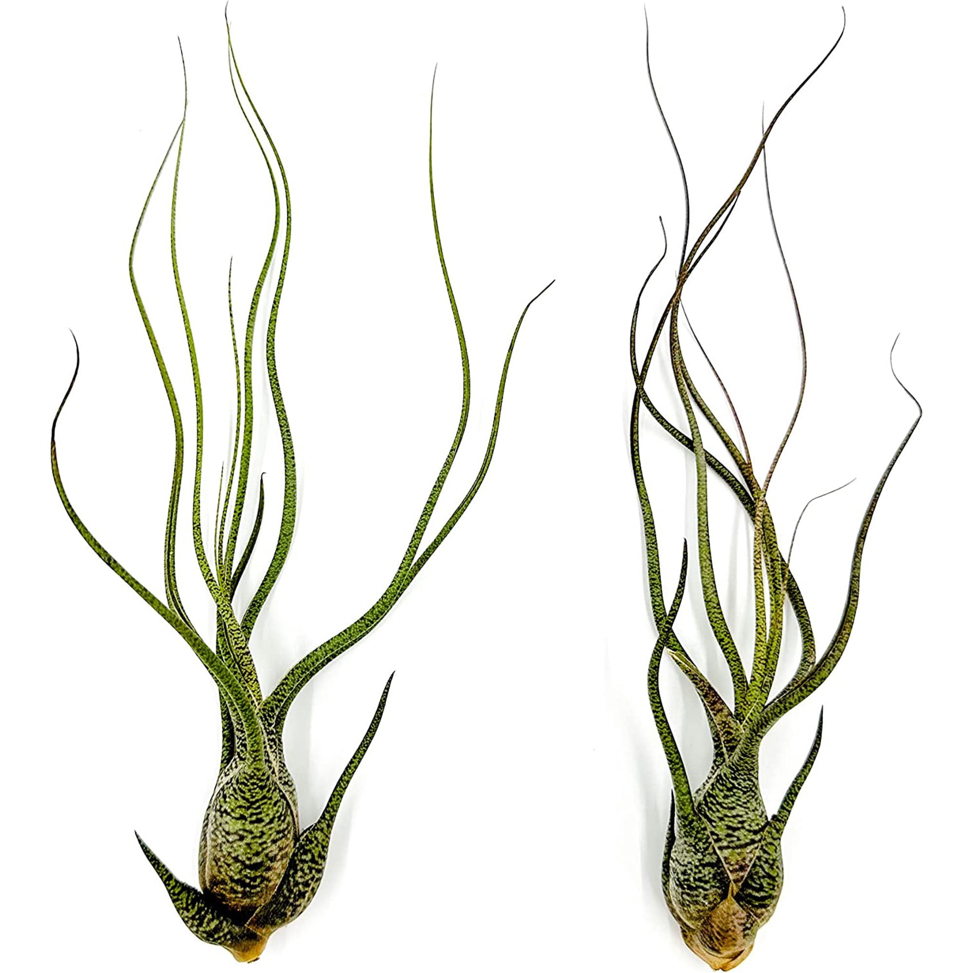 ragnaroc Live Air Plants - Tillandsia Butzii, Jumbo 7-9" - 2ct - Live  Arrival Guaranteed - House Plants for Home Decor & Gift - Walmart.com