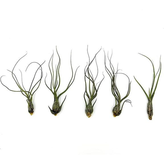 ragnaroc Live Air Plants - Tillandsia Butzii, Jumbo 7-9" - 5ct - Live Arrival Guaranteed - House Plants for Home Decor & Gift